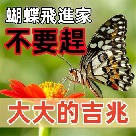 家裡飛來一隻鳥|【家裡飛來鳥】家裡飛來吉祥鳥？鳥類進家預示什麼吉凶福禍？